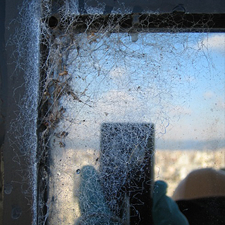 窓ガラス　外壁部　蜘蛛の巣除去BEFORE