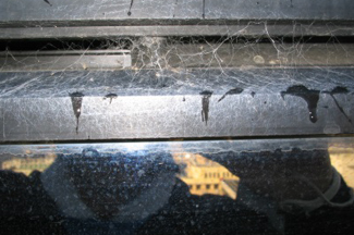 窓ガラス　蜘蛛の巣除去BEFORE